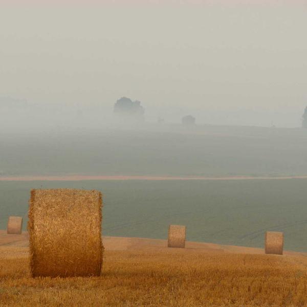 Handmade clay dinosaur sculptures by kids